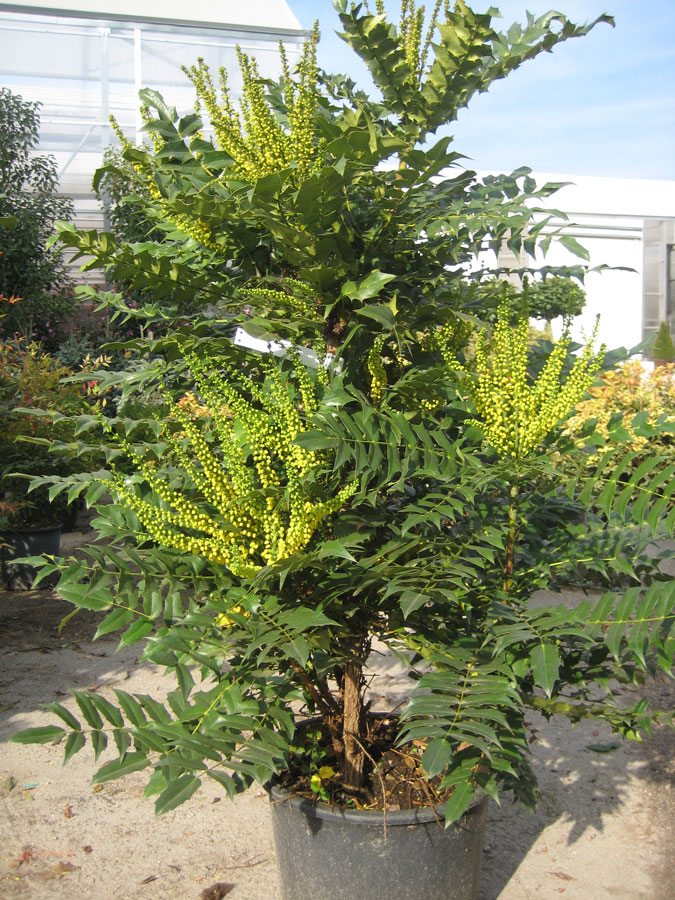 Mahonia Media Sharity