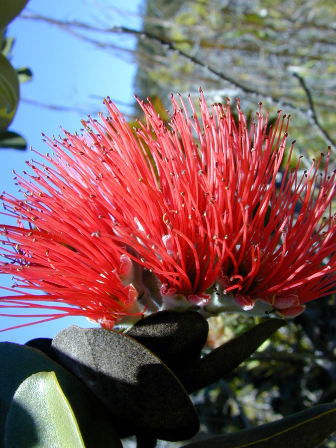 Metrosideros Excelsa