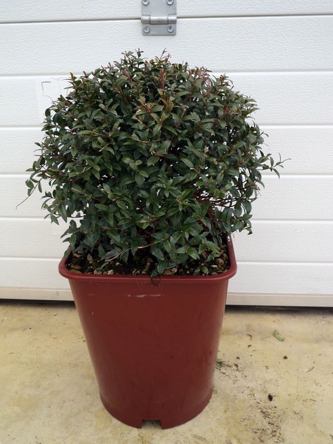 Myrtus Communis Luma