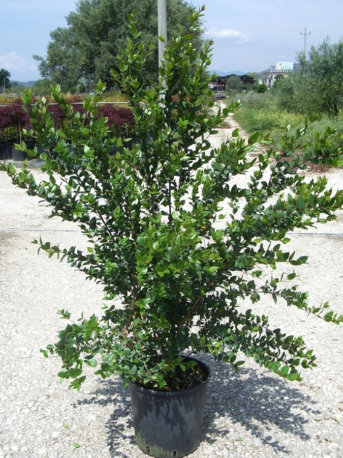 Myrtus Communis Luma