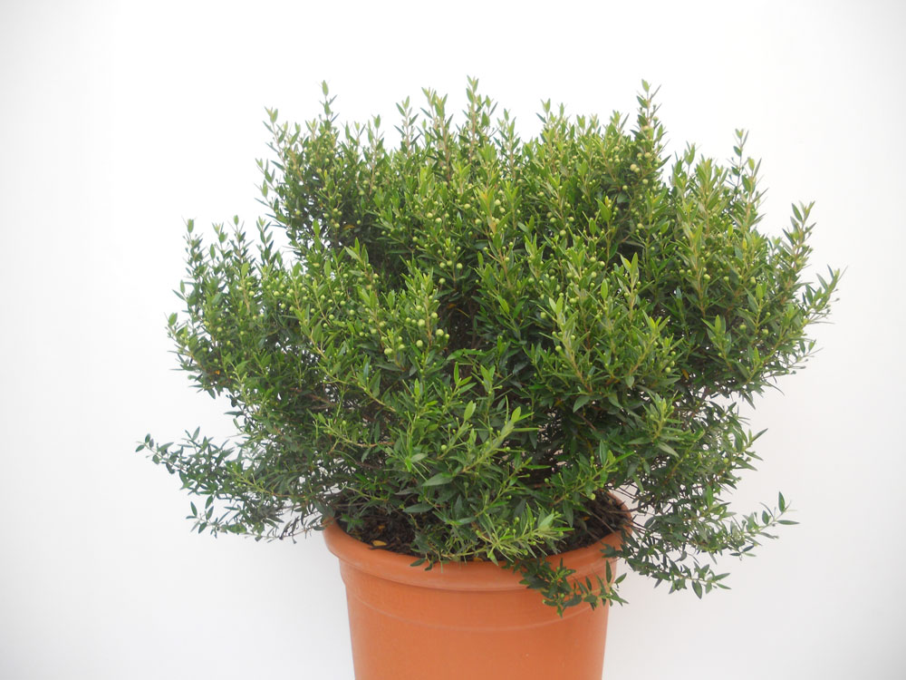 Myrtus Communis Microphylla