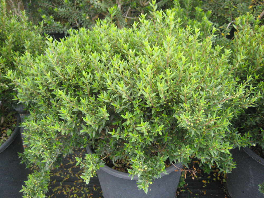 Myrtus Communis Microphylla