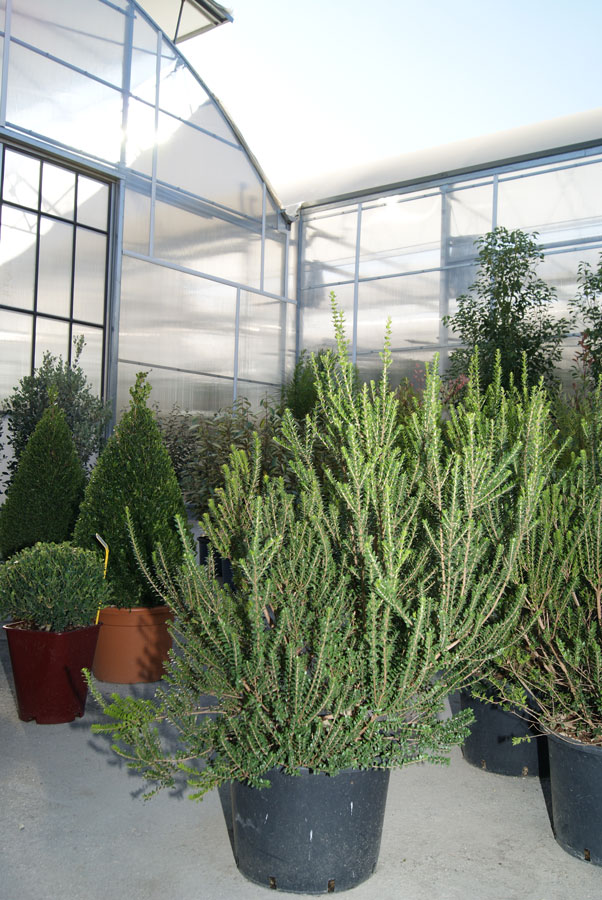 Myrtus Communis Tarentina