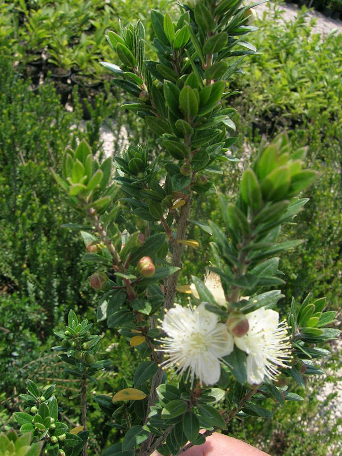 Myrtus Communis Tarentina