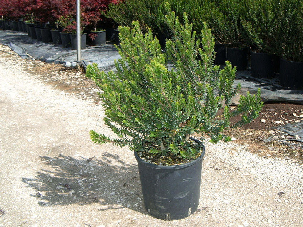 Myrtus Communis Tarentina