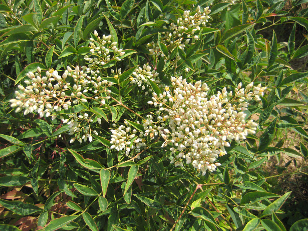 Nandina Domestica