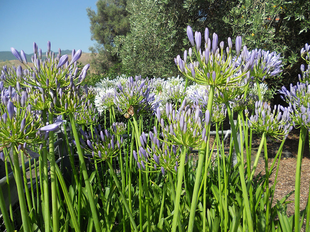 AGAPANTHUS AFRICANUS