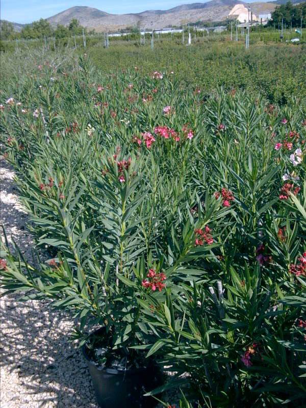 Nerium Oleander