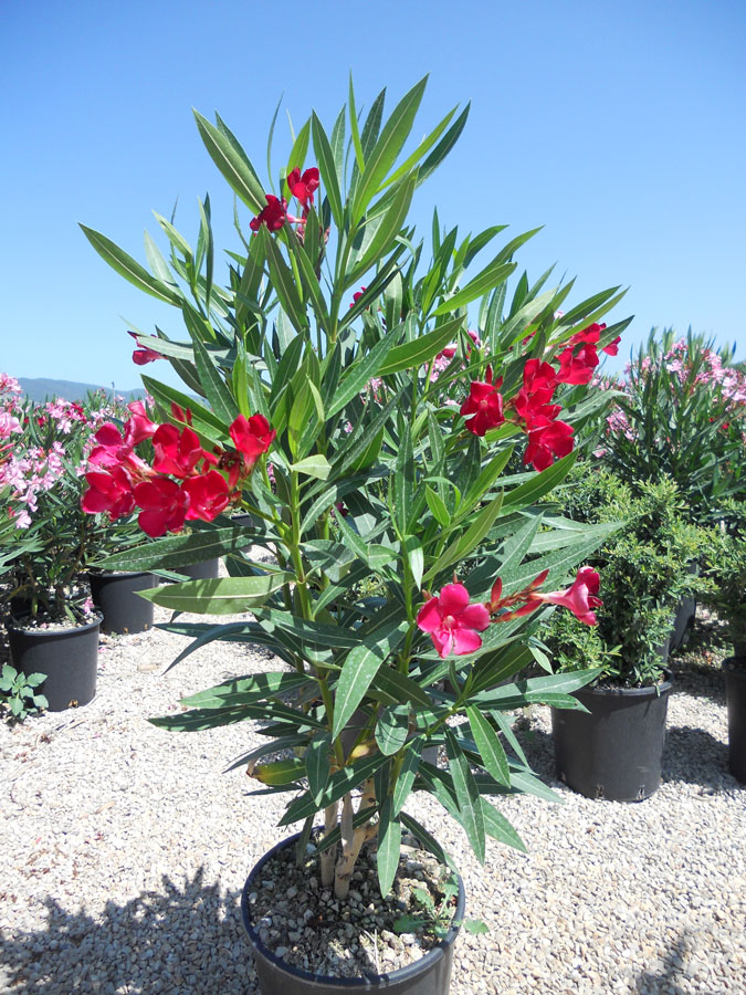 Nerium Oleander