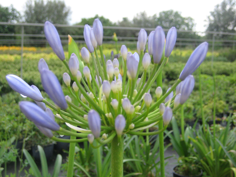 AGAPANTHUS AFRICANUS