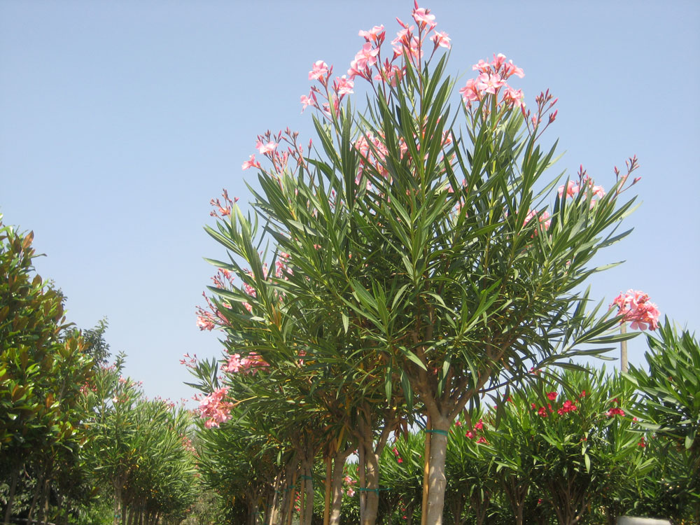 Nerium Oleander