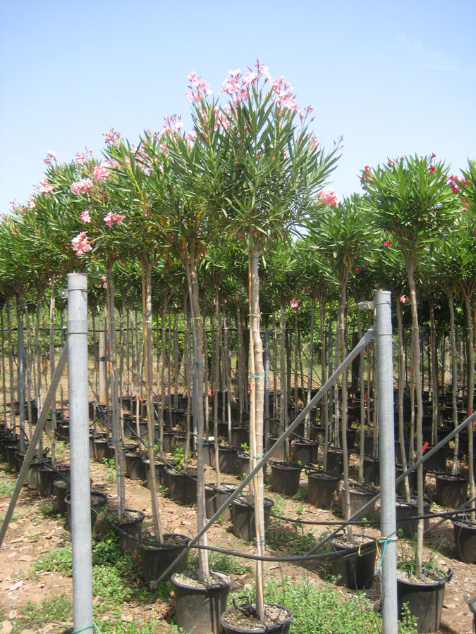 Nerium Oleander