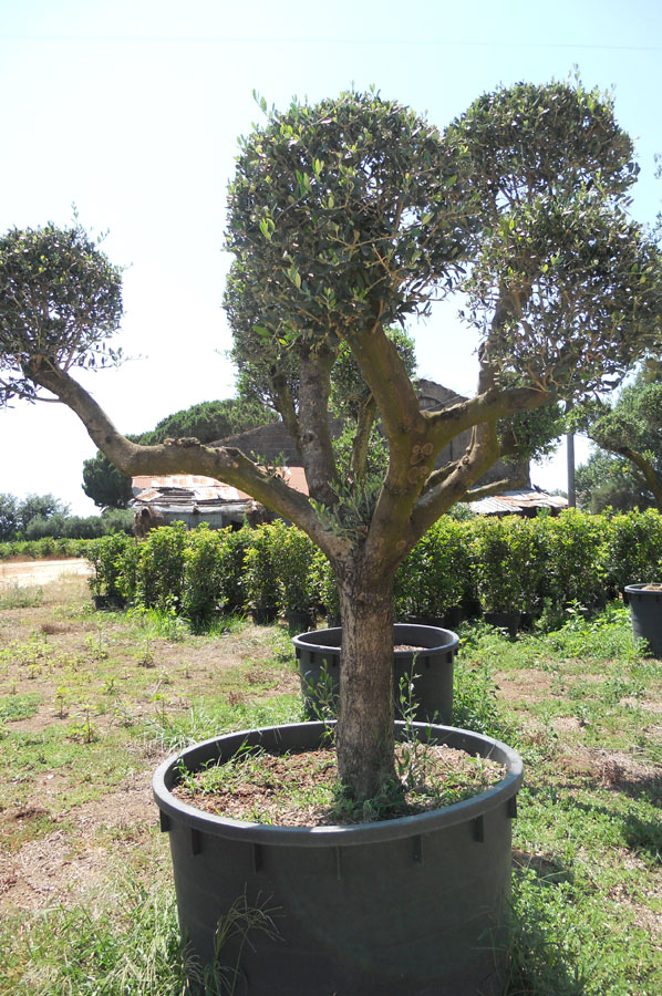 Olea Europea