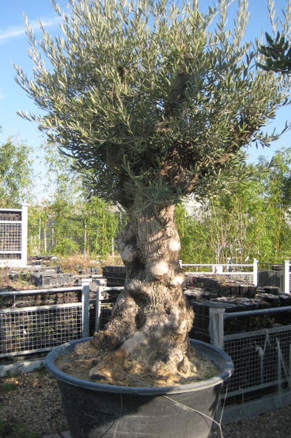 Olea Europea