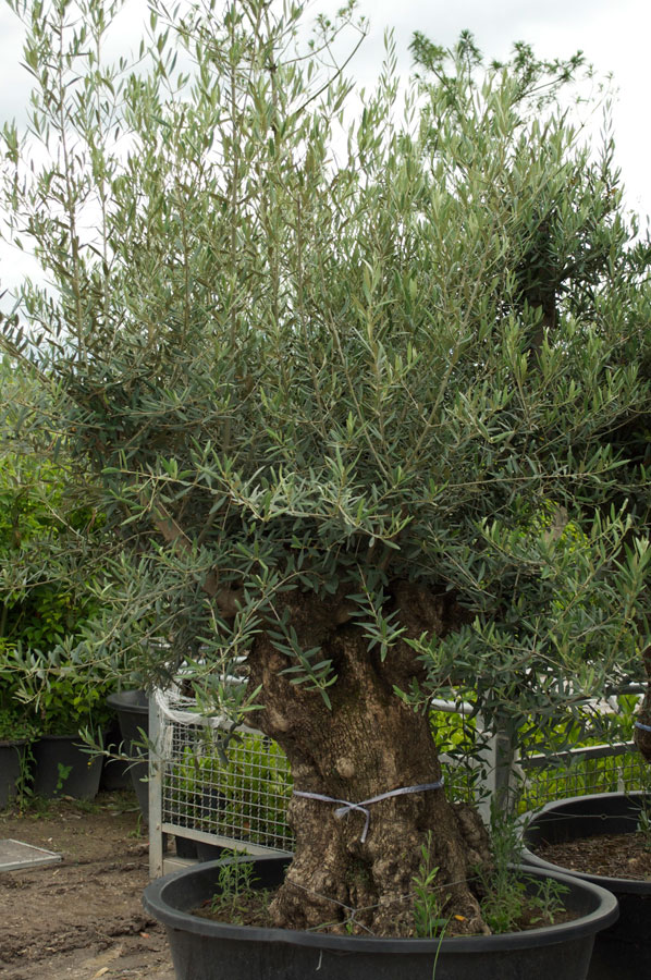 Olea Europea