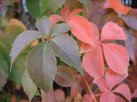 Parthenocissus Quinquefolia