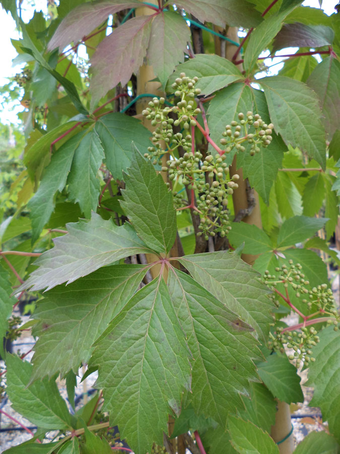 Parthenocissus Quinquefolia