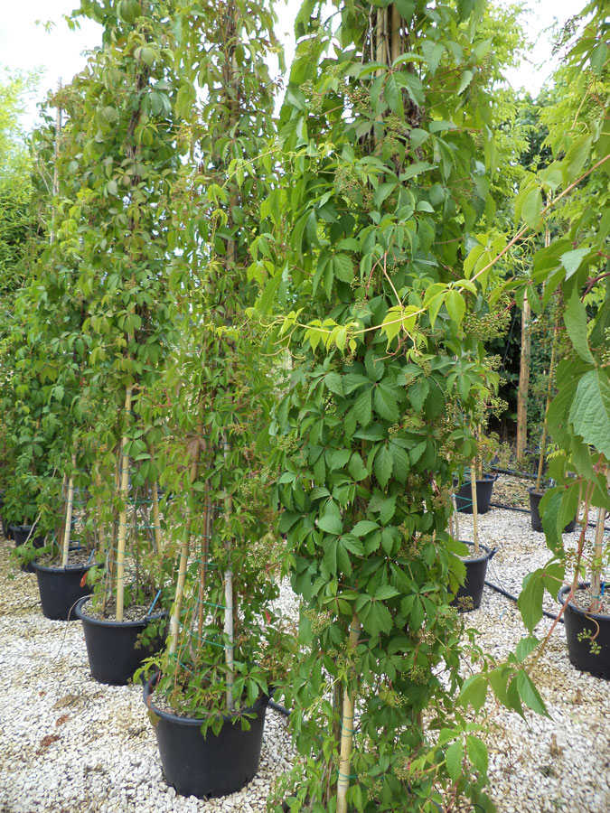Parthenocissus Quinquefolia