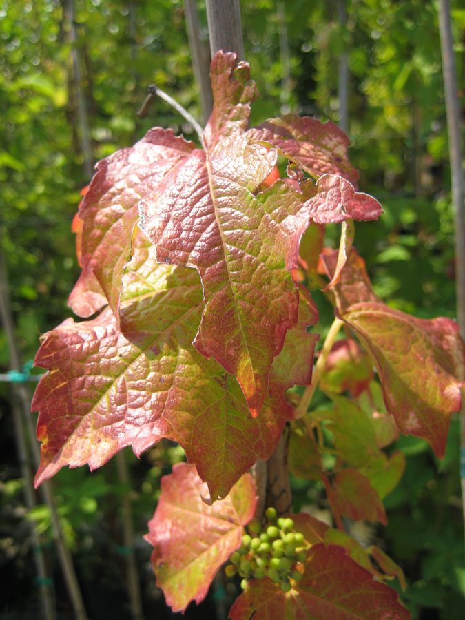 Parthenocissus Tricuspidata Veitchii