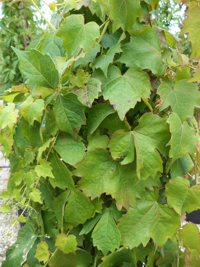 Parthenocissus Tricuspidata Veitchii