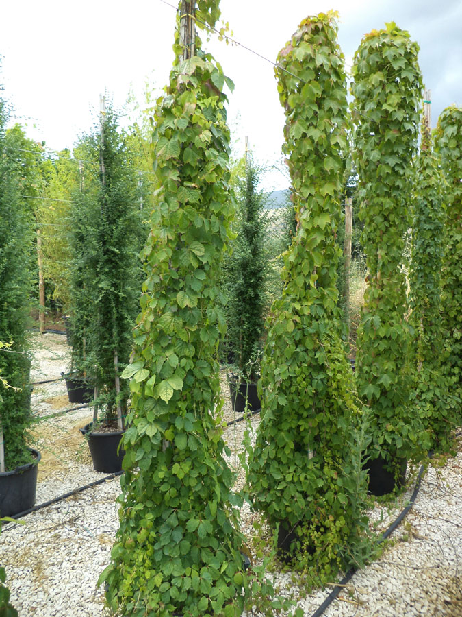Parthenocissus Tricuspidata Veitchii