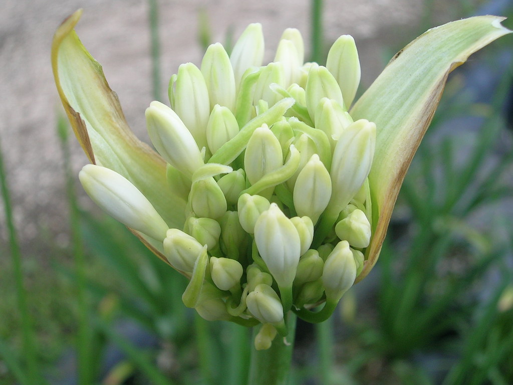 AGAPANTHUS Africanus Albus