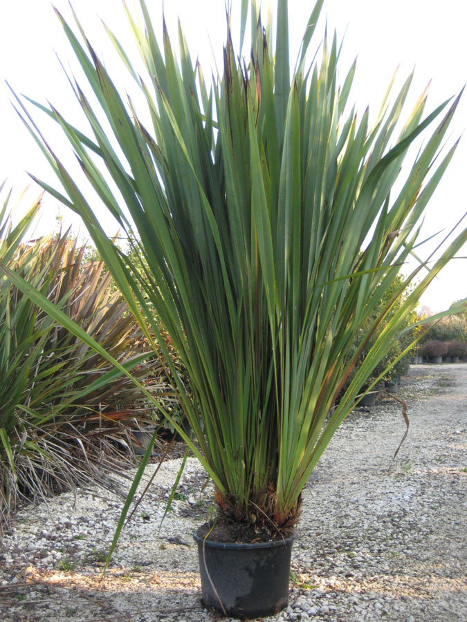 Phormium Tenax