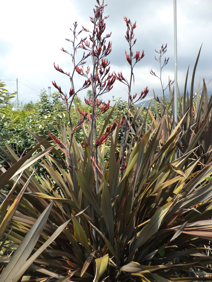 Phormium Tenax Purpureum