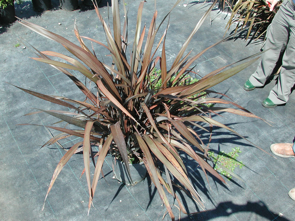 Phormium Tenax Purpureum