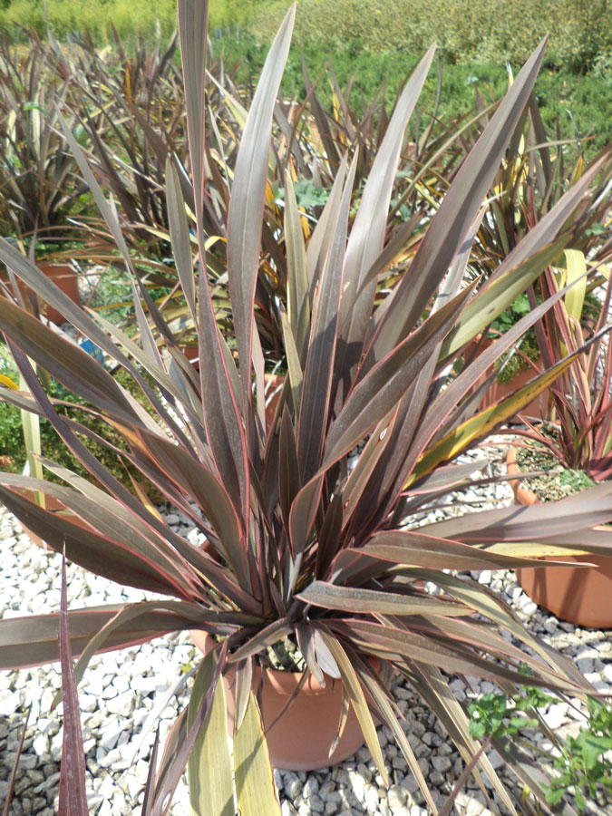 Phormium Tenax Purpureum