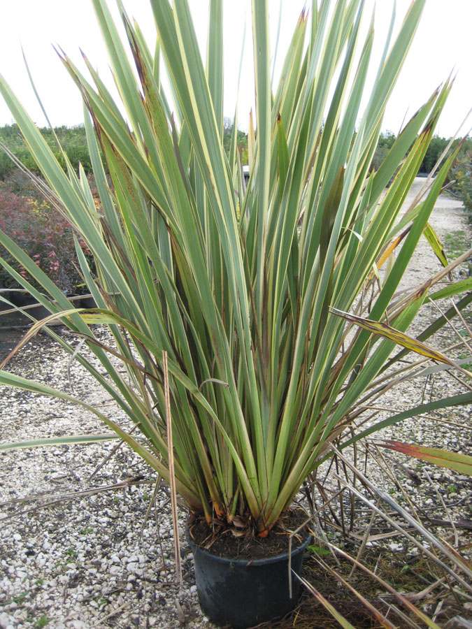 Phormium Tenax Variegato