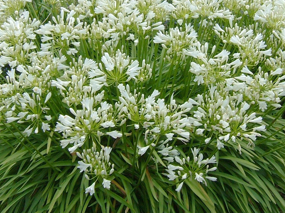 AGAPANTHUS Africanus Albus