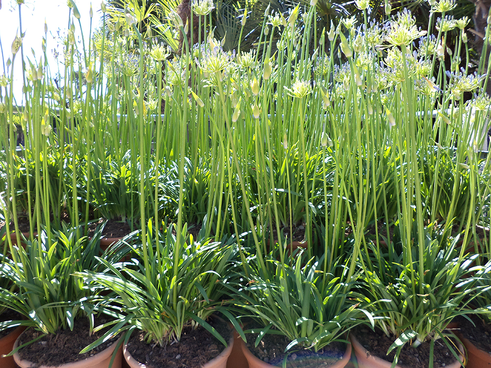 AGAPANTHUS Africanus Peter Pan