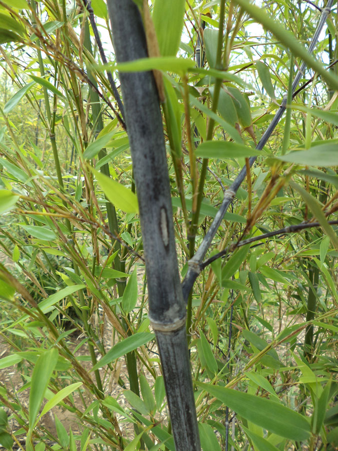 Phyllostachys Nigra