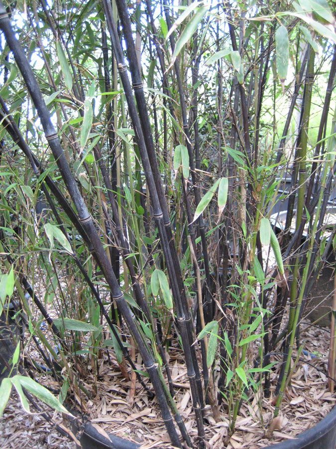 Phyllostachys Nigra