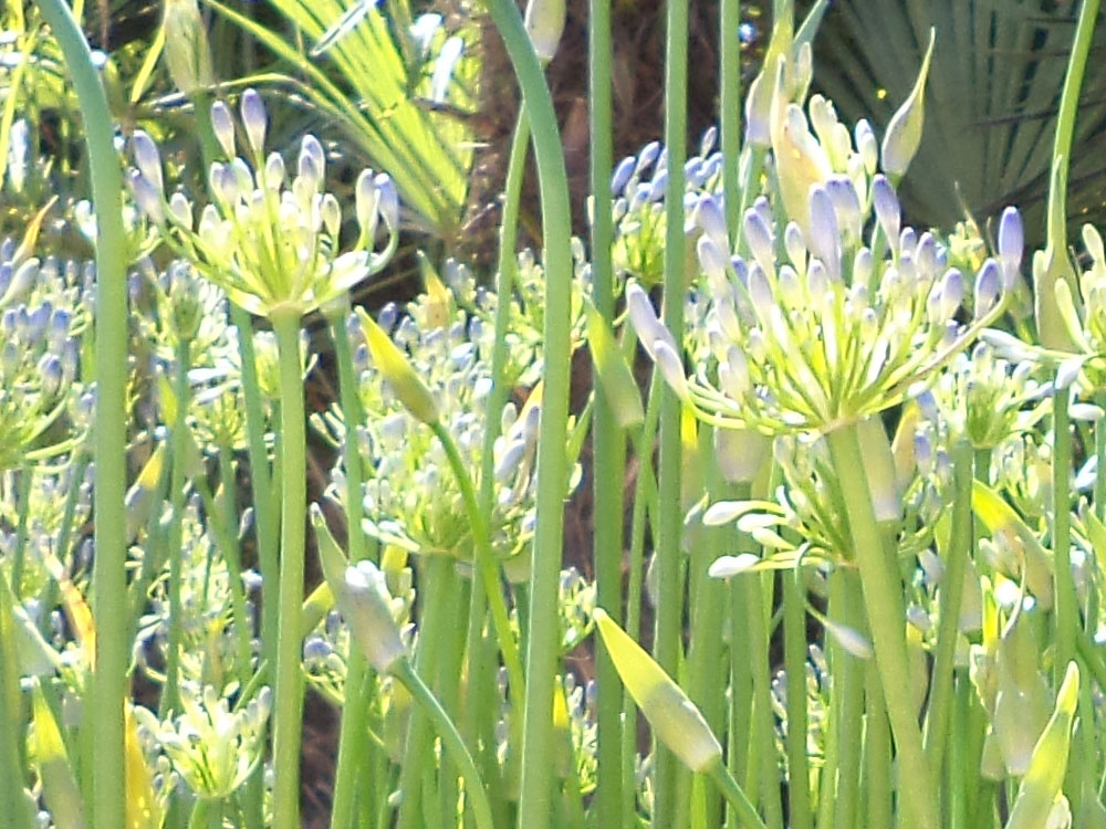 AGAPANTHUS Africanus Peter Pan