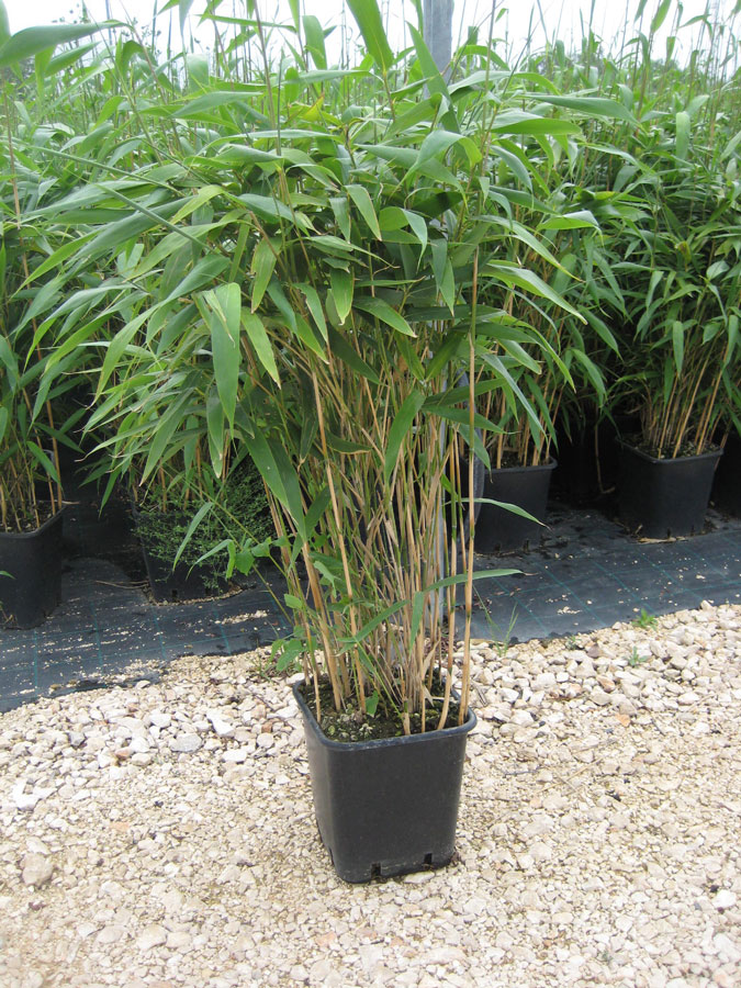 Phyllostachys Pseudosasa Japonica