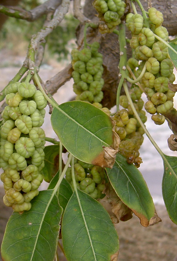 Phytolacca Dioica