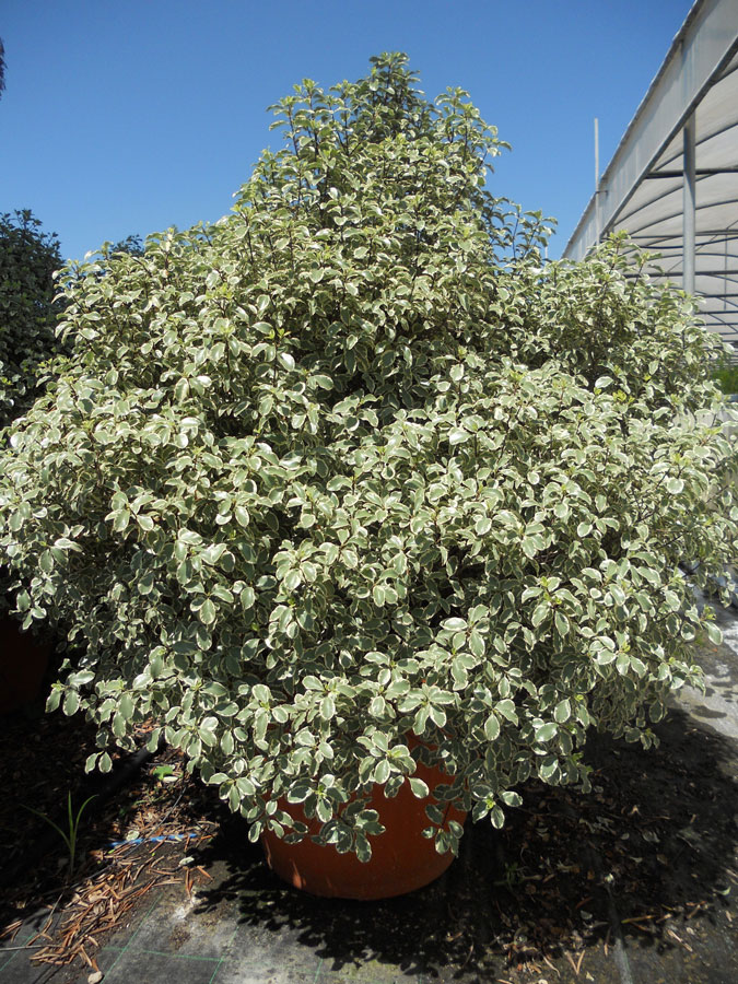 Pittosporum Tenuifolium Silver Queen