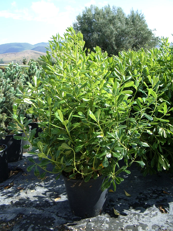 Pitosforo Nano Variegato / Pitosforo Piante da Giardino Pitosforo