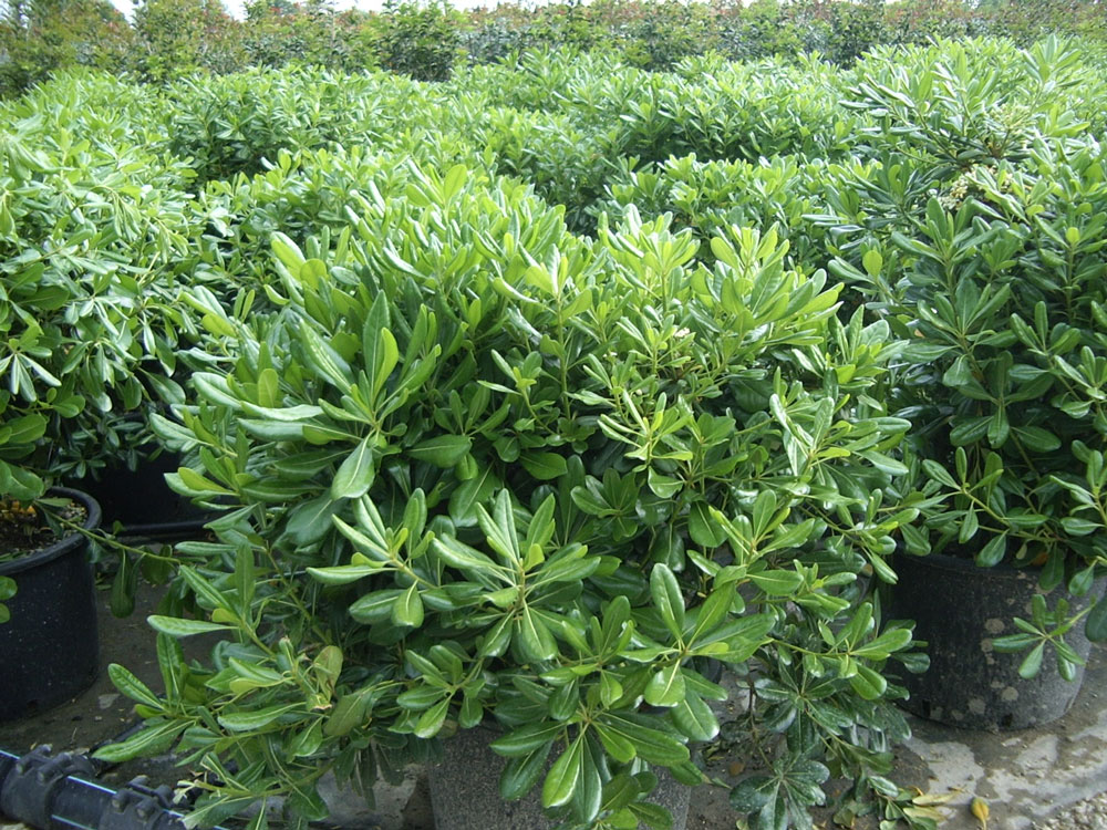 Pittosporum Tobira