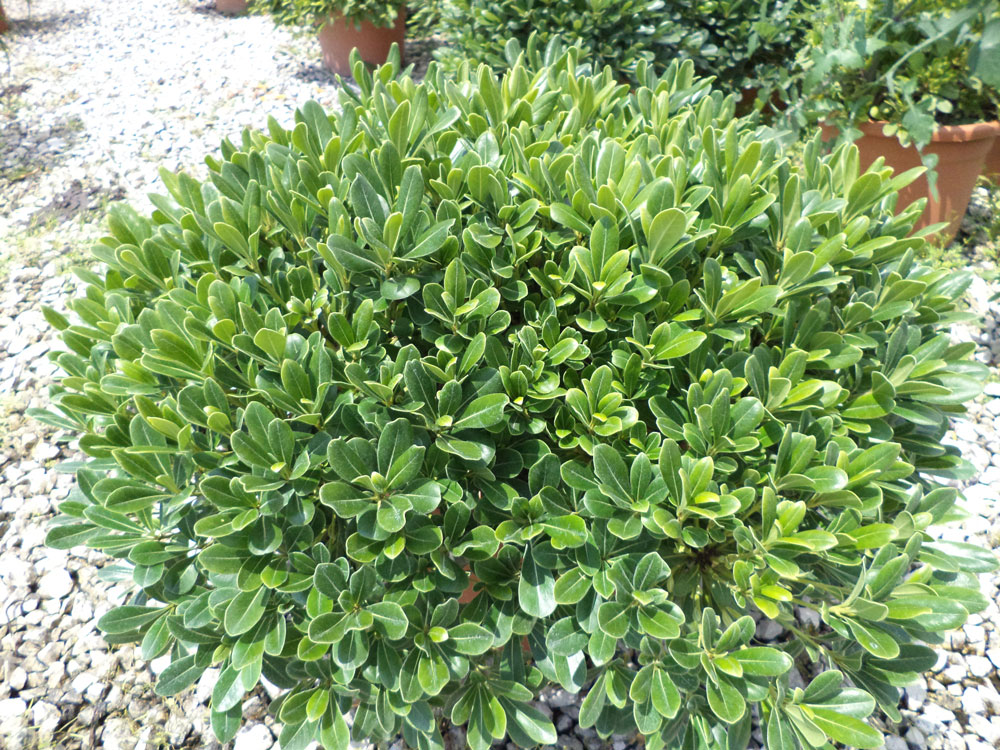 Pittosporum Tobira Nanum