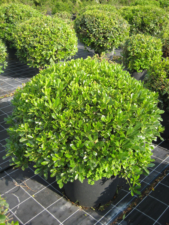 Pittosporum Tobira Nanum