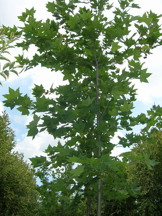 Platanus Orientalis