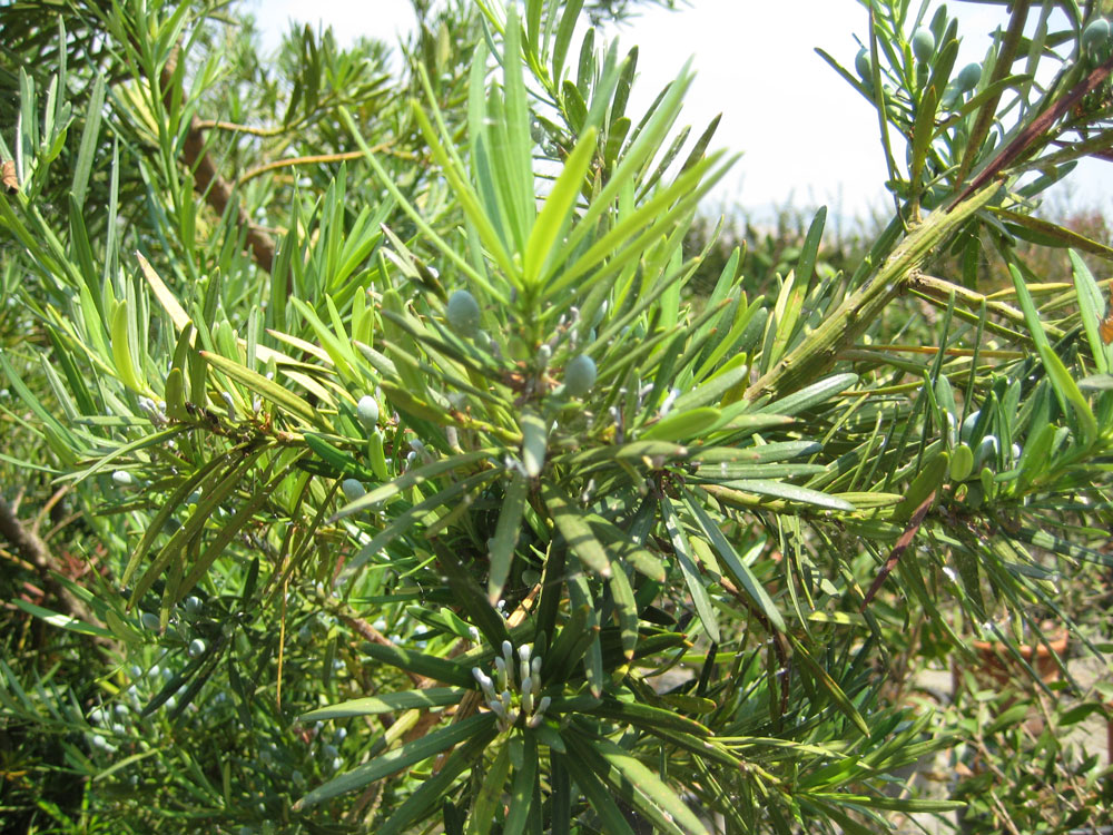 Podocarpus Macrophyllus