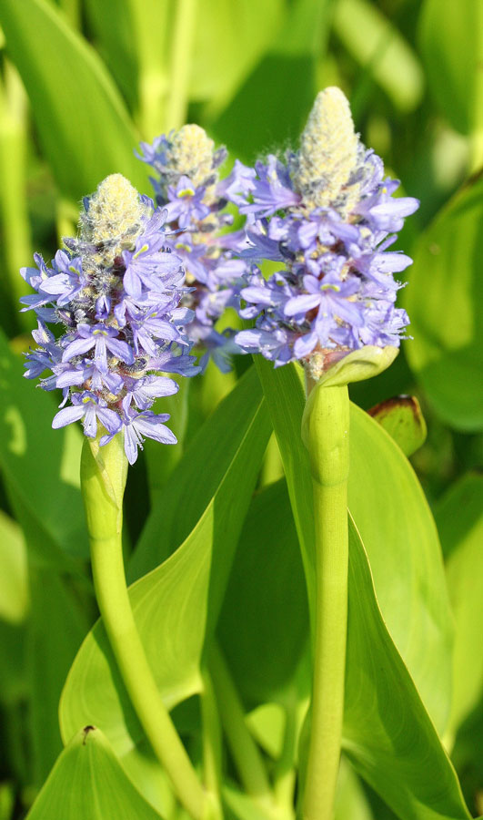 Pontederia Cordata