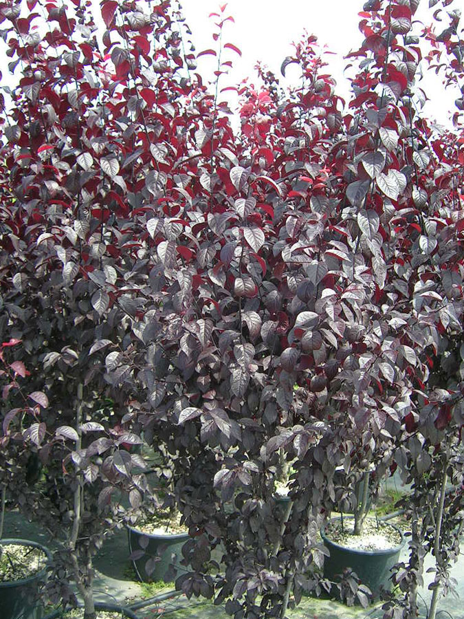 Prunus Cerasifera Pissardii