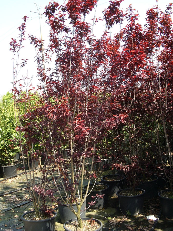 Prunus Cerasifera Pissardii