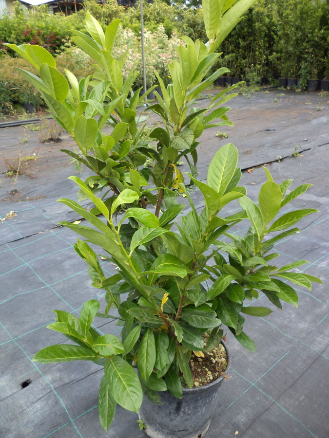 Prunus Laurocerasus Novita