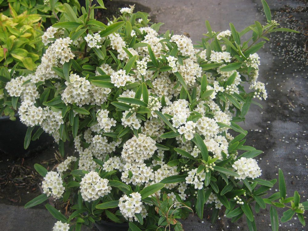 Pyracantha Navaho